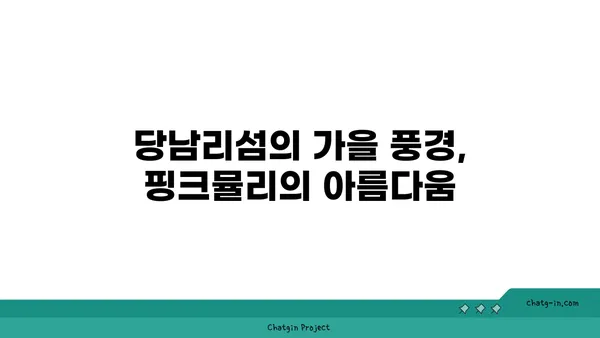 당남리섬: 핑크뮬리와 코스모스로 가득한 가을 여행지