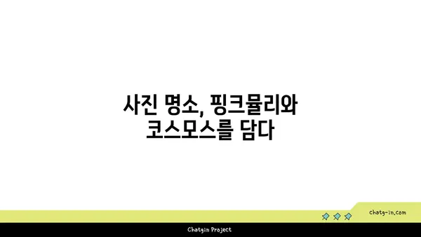 당남리섬: 핑크뮬리와 코스모스로 가득한 가을 여행지