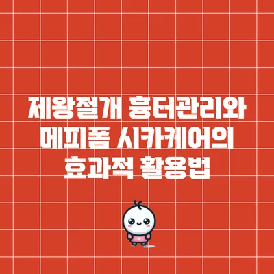 제왕절개 흉터관리와 메피폼 시카케어의 효과적 활용법